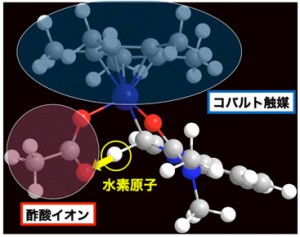 理論計算によるシミュレーションモデル:コバルト触媒(中央上部)と酢酸イオン(左下部)が原料(右下)に対して同時に作用することで、狙った位置の炭素-水素結合だけが活性化される様子が明らかとなった (出所:東京大学/星薬科大学)